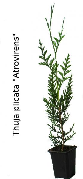 Thuja plicata Atrovirens - Alemany Viveros